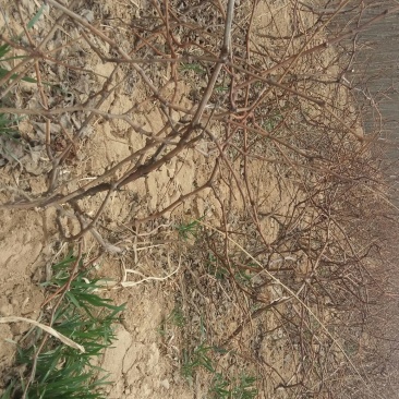 葡萄苗1年30~50cm占地葡萄苗