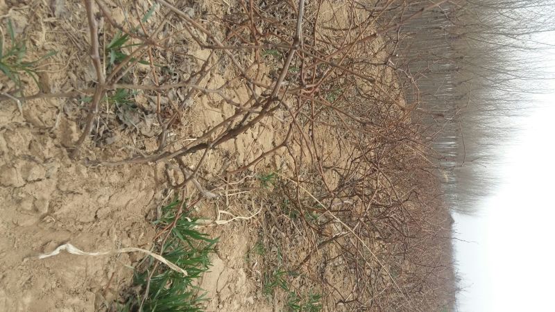 葡萄苗1年30~50cm占地葡萄苗