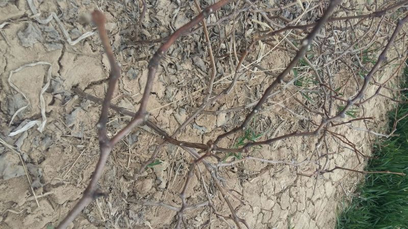 葡萄苗1年30~50cm占地葡萄苗