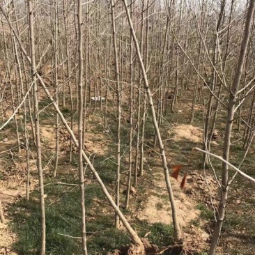 银杏树小苗，3-4-5-6-7-8，苗圃直接起树，