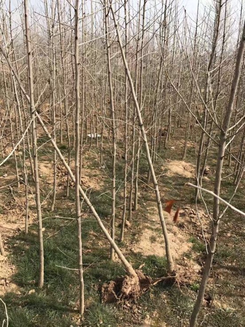 银杏树小苗，3-4-5-6-7-8，苗圃直接起树，