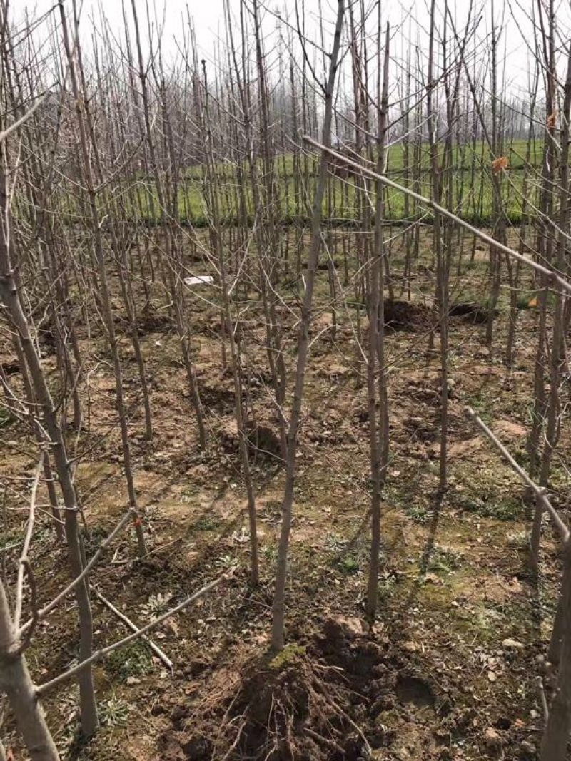 银杏树小苗，3-4-5-6-7-8，苗圃直接起树，