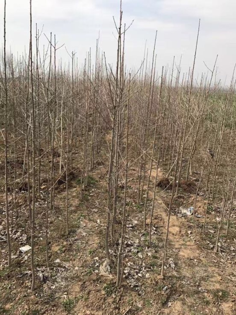 银杏树小苗，3-4-5-6-7-8，苗圃直接起树，