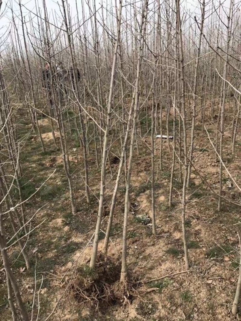 银杏树小苗，3-4-5-6-7-8，苗圃直接起树，