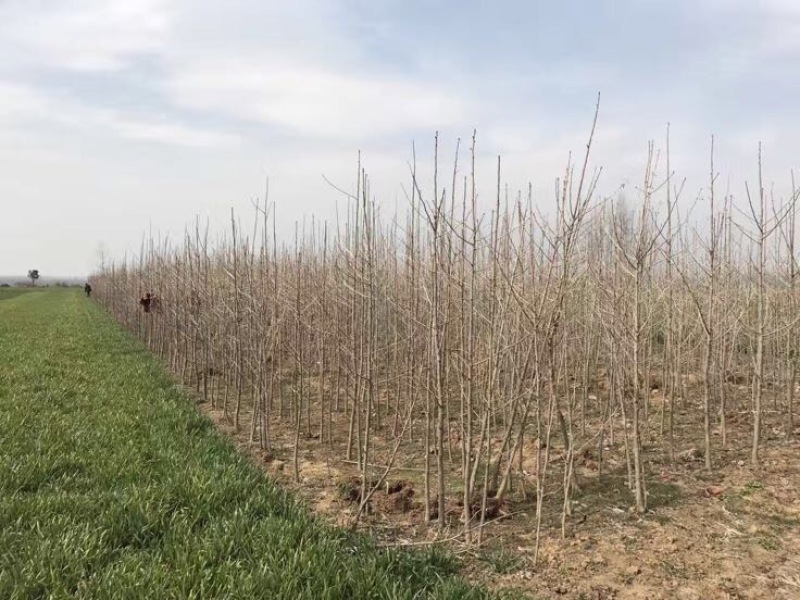 银杏树小苗，3-4-5-6-7-8，苗圃直接起树，