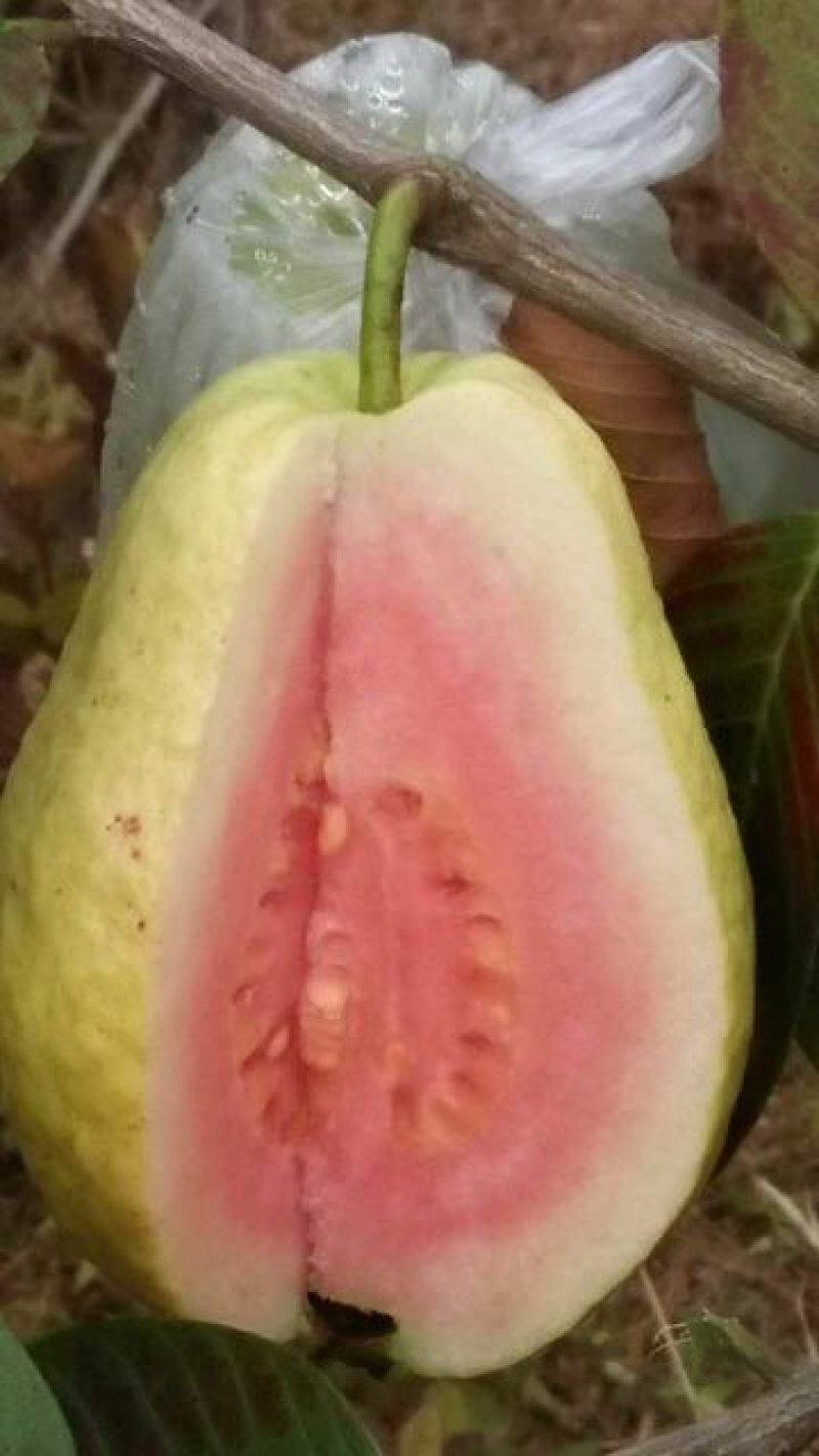 西瓜番石榴苗30~50cm