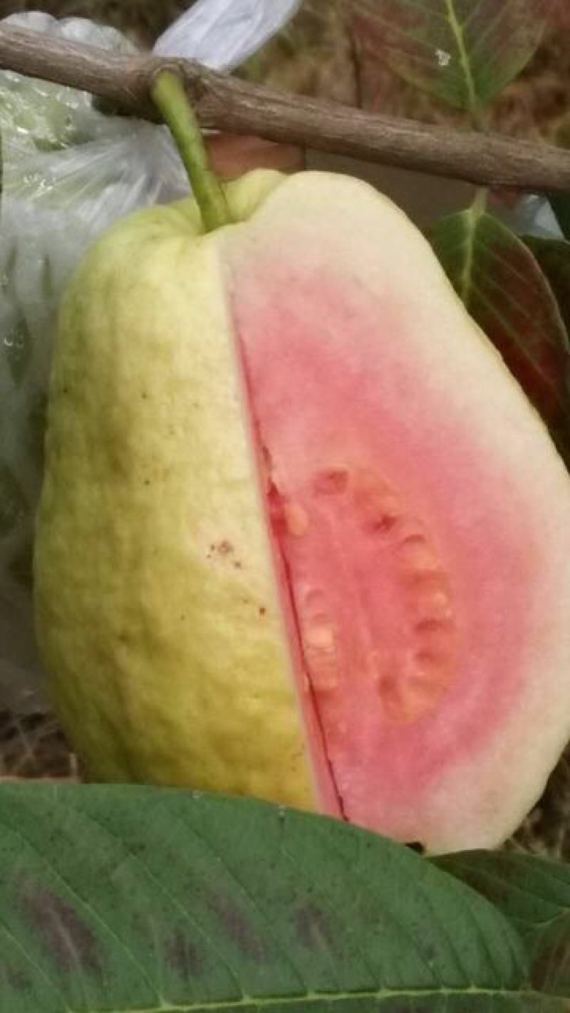 西瓜番石榴苗30~50cm