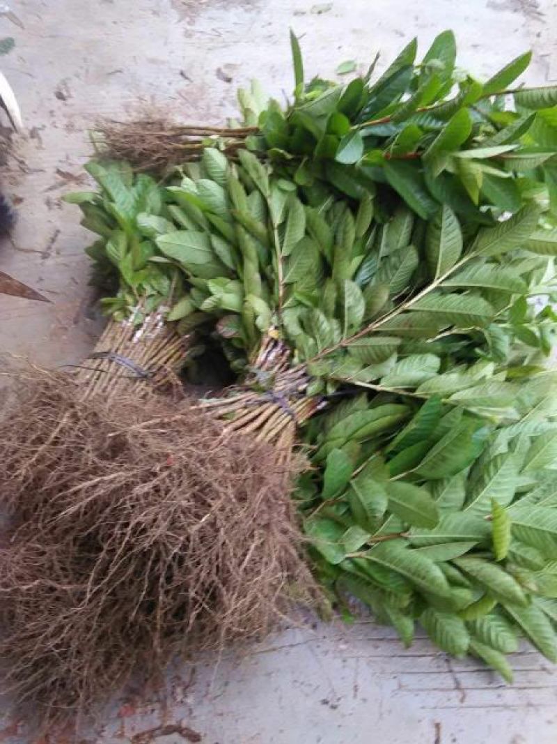 西瓜番石榴苗30~50cm