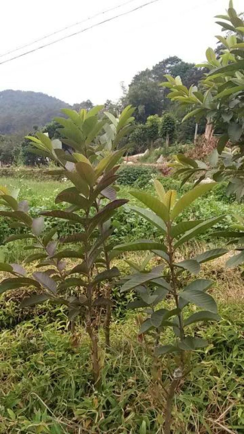西瓜番石榴苗30~50cm