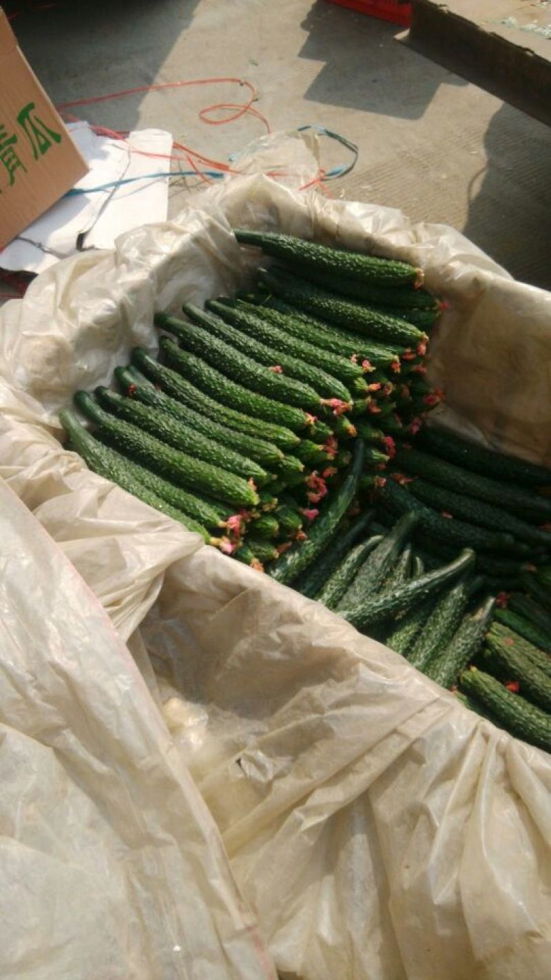 黄瓜鲜花带刺25公分以上