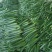 黄瓜鲜花带刺25公分以上