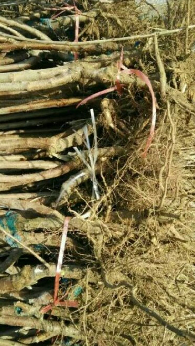 脱毒矮化樱桃苗2年80cm以上
