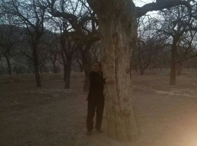 大枣苗80~110cm