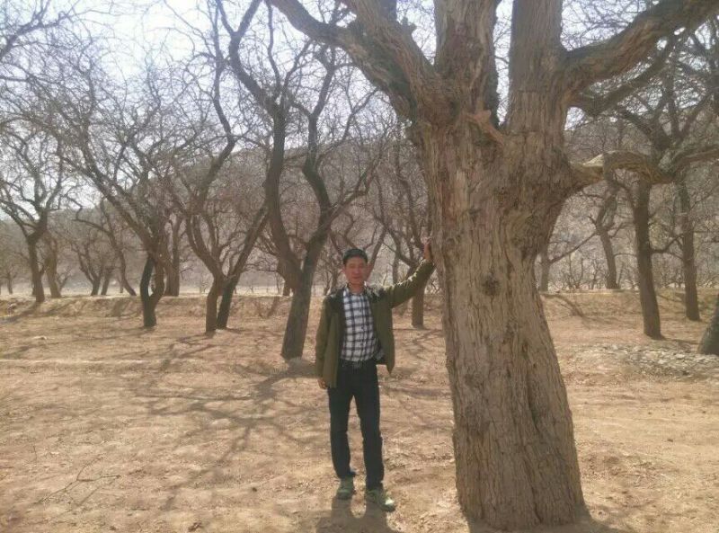 大枣苗80~110cm
