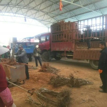 大枣苗80~110cm