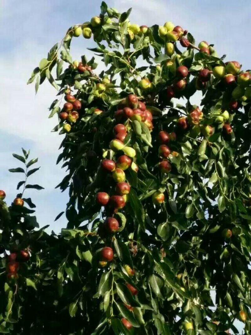 大枣苗80~110cm