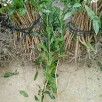 杨梅苗30~50cm