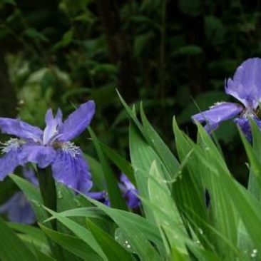 蓝花鸢尾不含盆