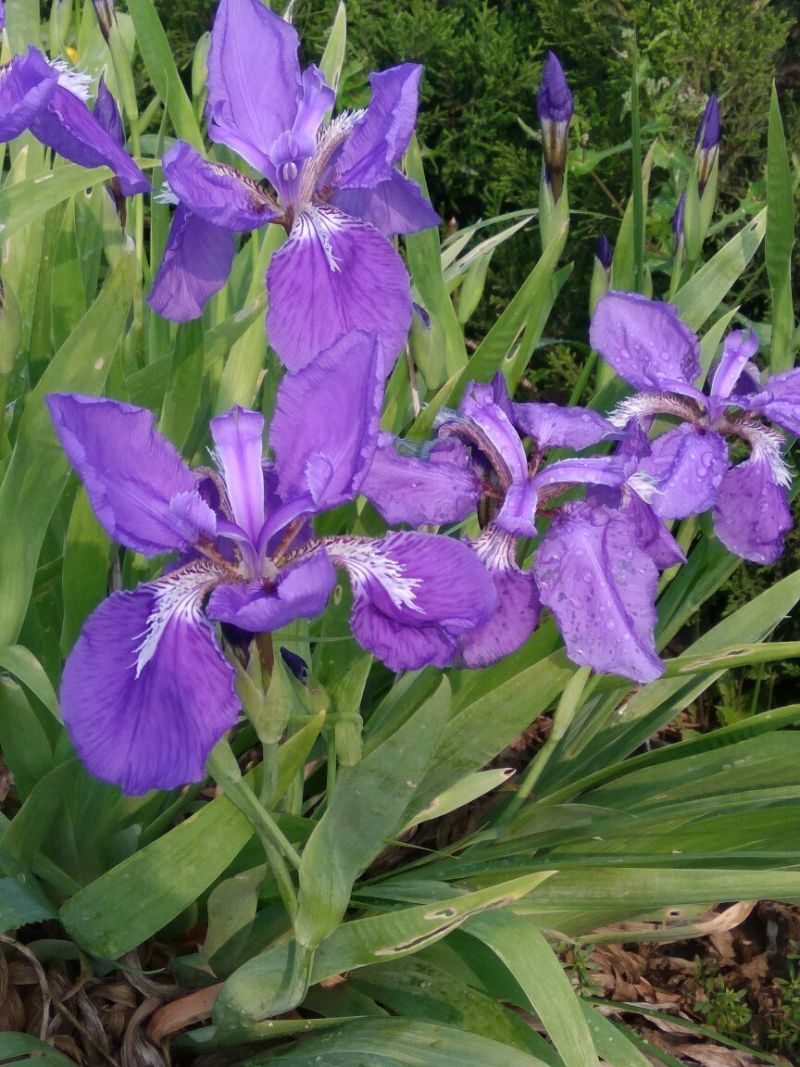 蓝花鸢尾不含盆