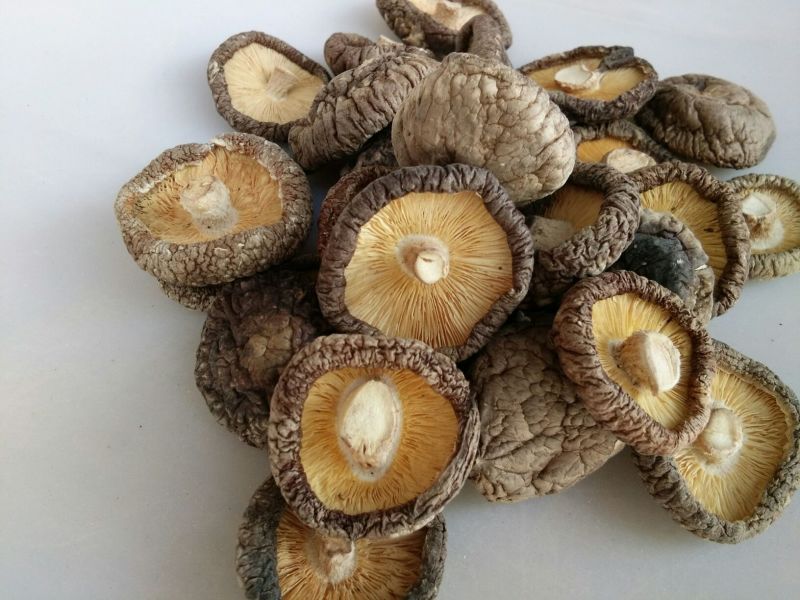【有好货】干香菇新货上市春菇光面菇金钱菇肉厚剪脚食用菌