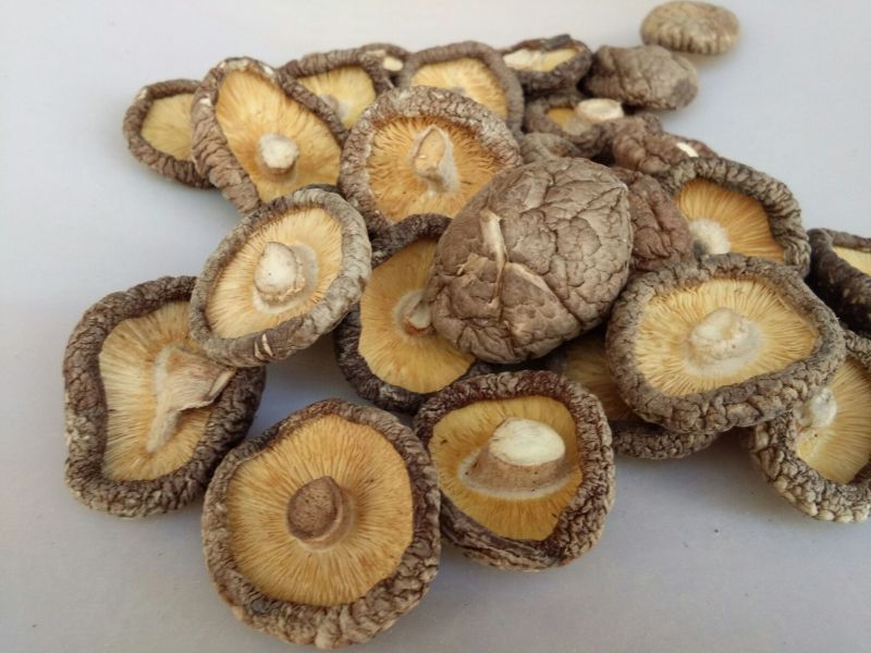 【有好货】干香菇新货上市春菇光面菇金钱菇肉厚剪脚食用菌