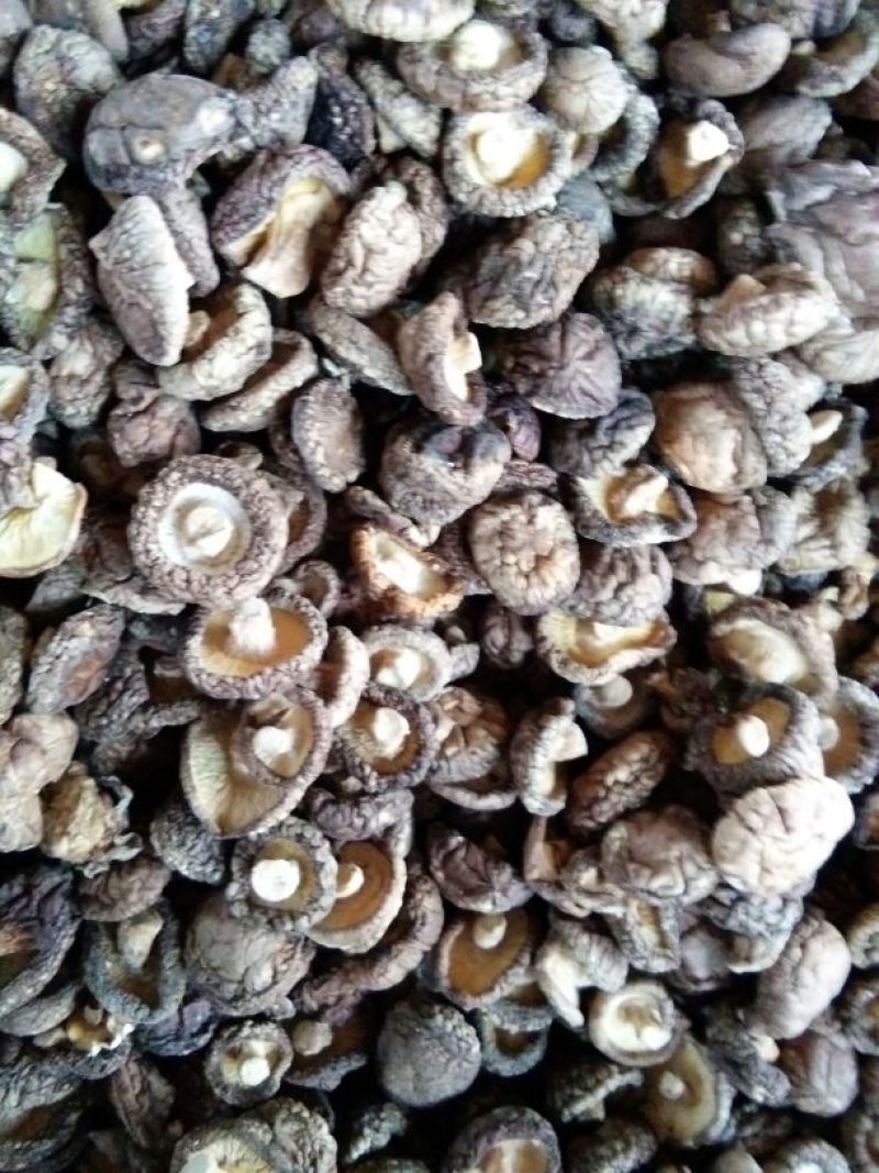 【有好货】干香菇新货上市春菇光面菇金钱菇肉厚剪脚食用菌