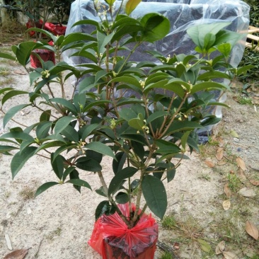 桂花50~80cm