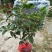 桂花50~80cm