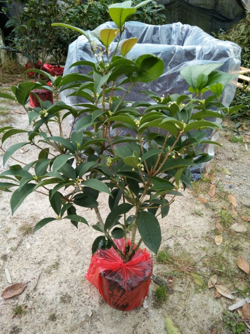 桂花50~80cm