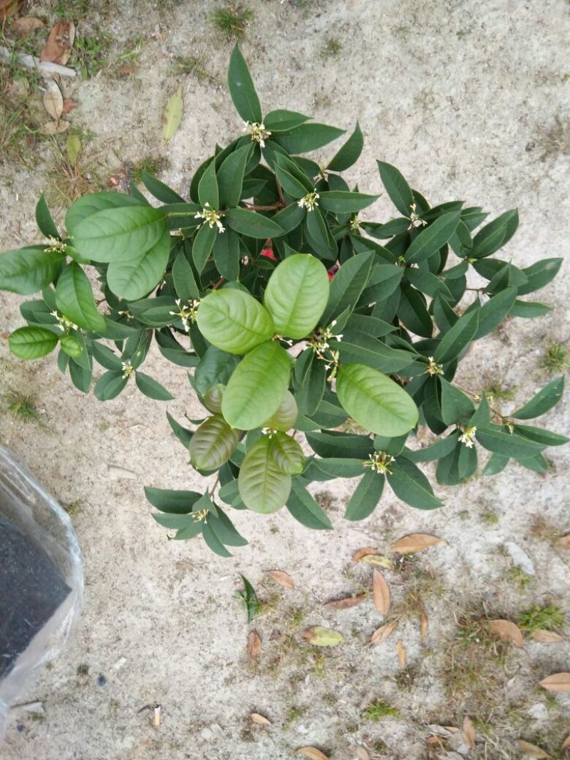 桂花50~80cm