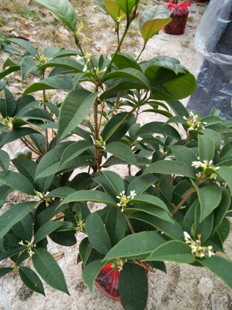 桂花50~80cm