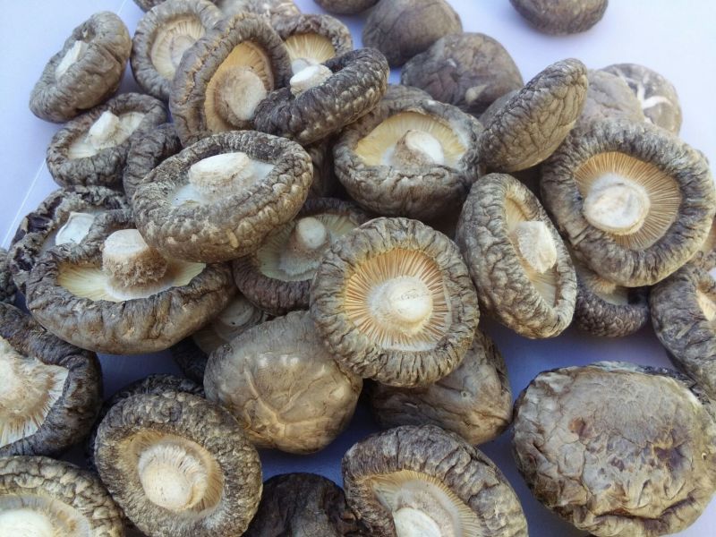【有好货】干香菇新货上市春菇光面菇金钱菇肉厚剪脚食用菌