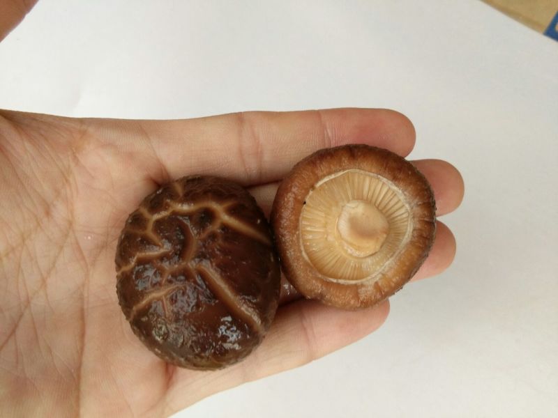 【有好货】干香菇新货上市春菇光面菇金钱菇肉厚剪脚食用菌