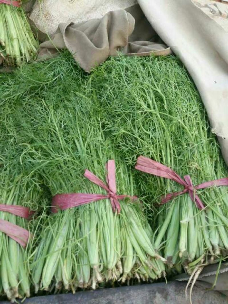 茴香苗