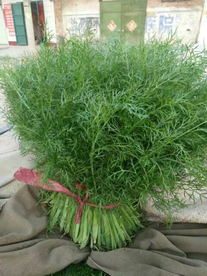 茴香苗