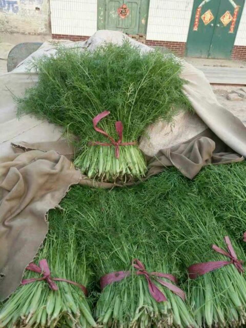 茴香苗