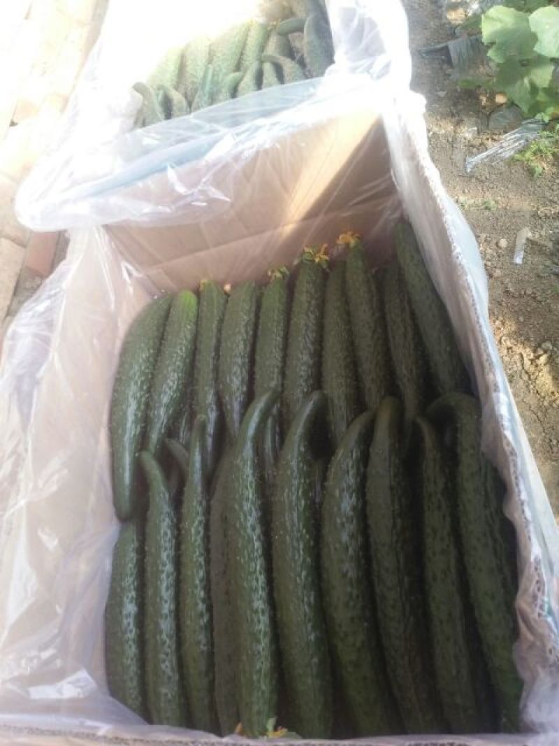 刺黄瓜干花带刺22~25公分
