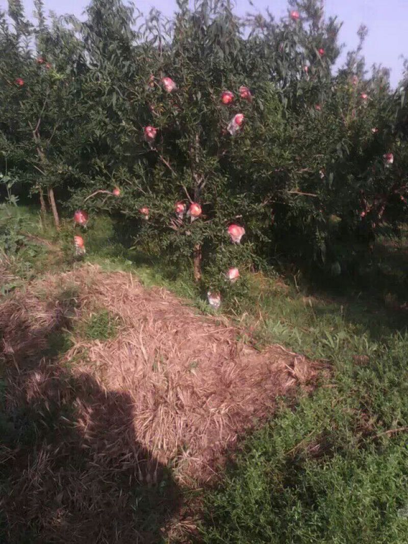 苹果树苗80cm以上