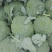 西兰花0.8~1.2斤