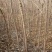 丝绵木261~300cm