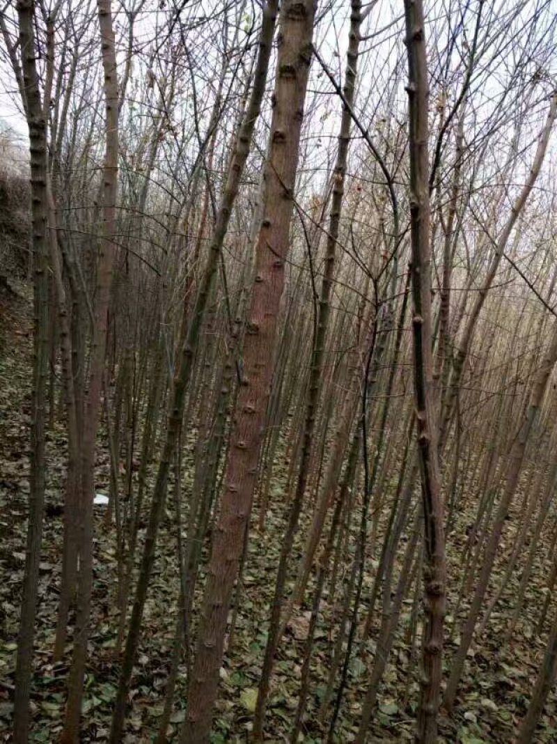 丝绵木261~300cm