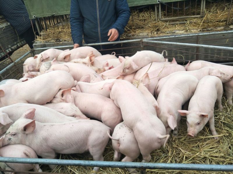 外三元仔猪20~30斤杜洛克，长白仔猪，精品育肥