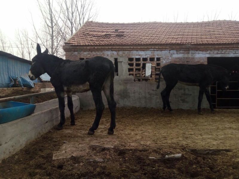 种驴500斤以上