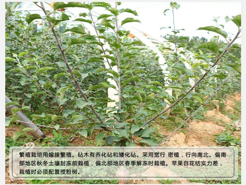 苹果树苗80cm以上
