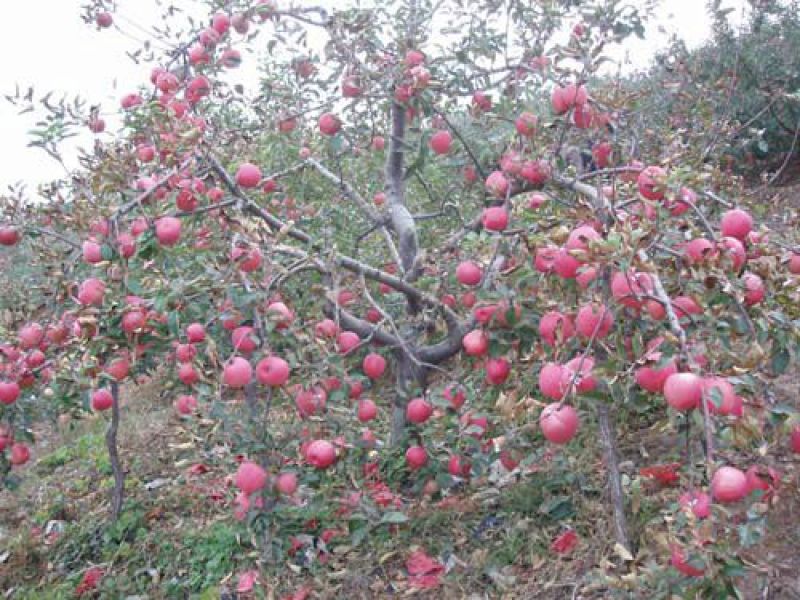 苹果树苗80cm以上