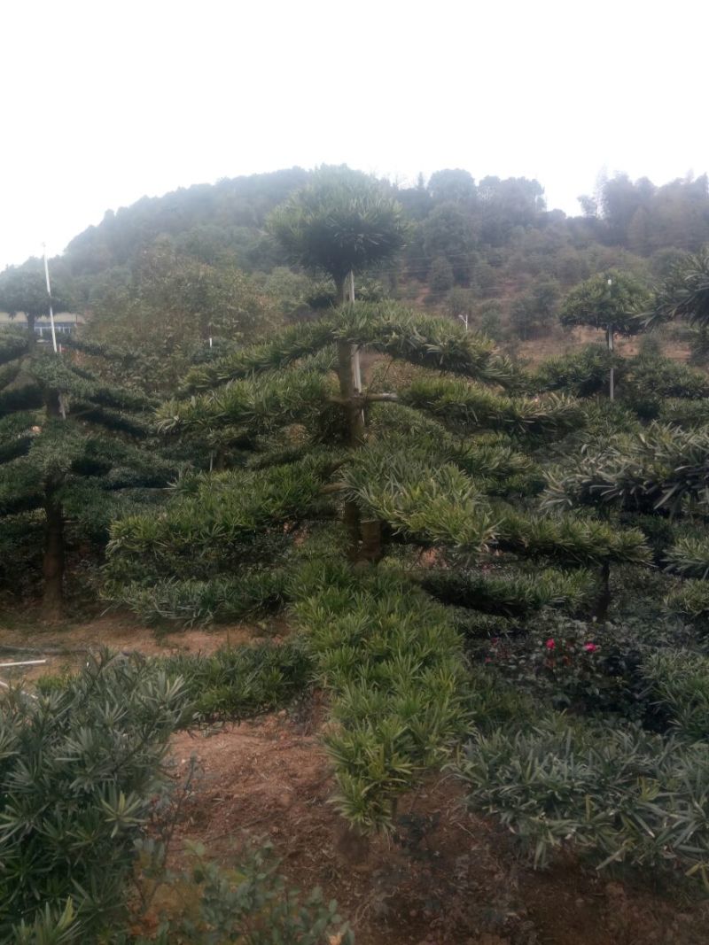 精品造型罗汉松，罗汉松苗！黑松！罗汉松基地直销！