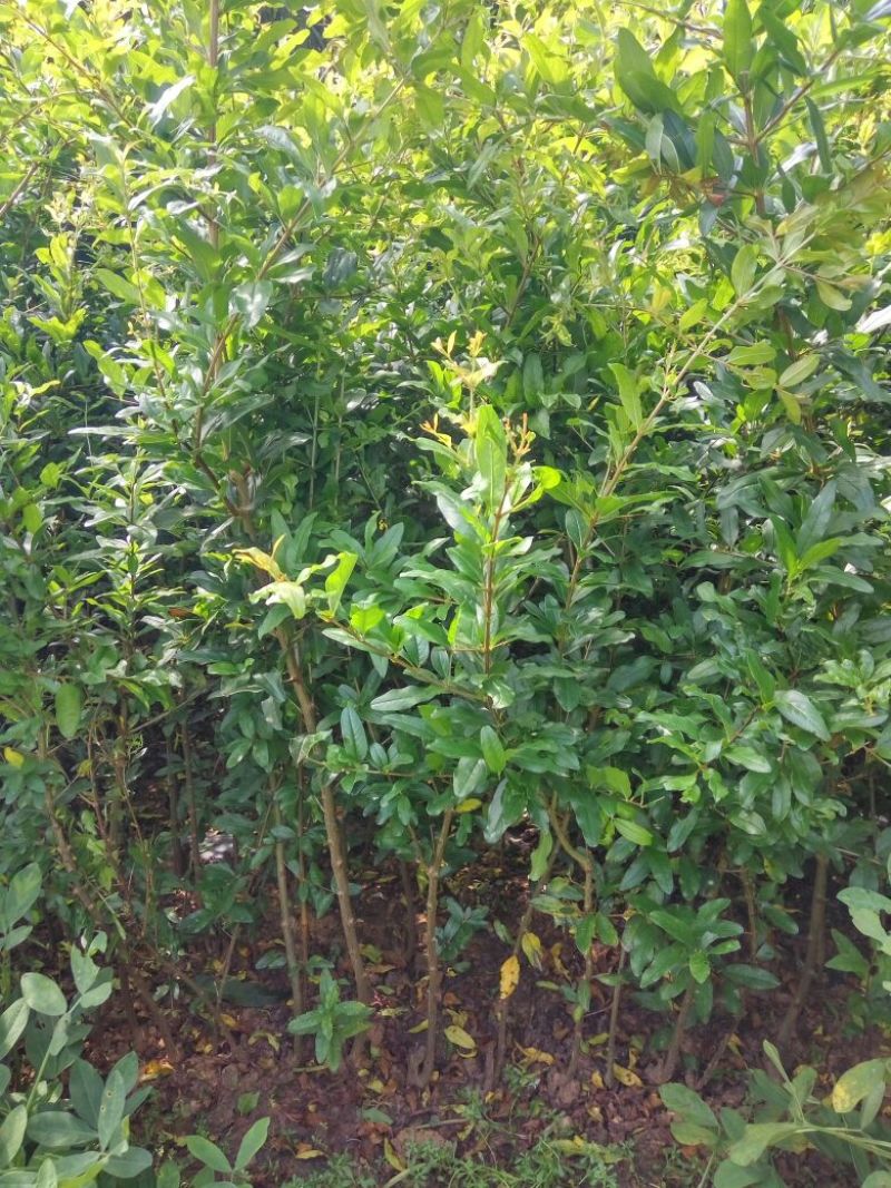 泰山红石榴苗2-3厘米价格基地种植石榴苗低价销售