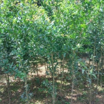 泰山红石榴苗2-3厘米价格基地种植石榴苗低价销售