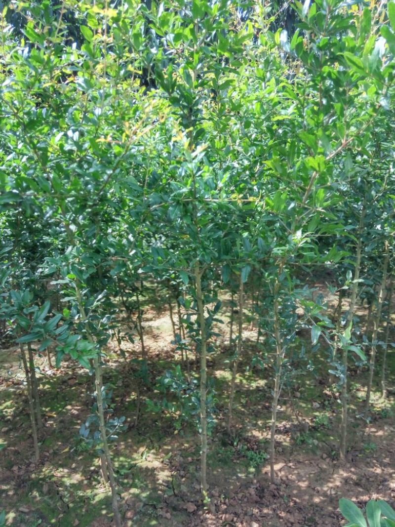泰山红石榴苗2-3厘米价格基地种植石榴苗低价销售