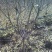泰山红石榴苗2-3厘米价格基地种植石榴苗低价销售